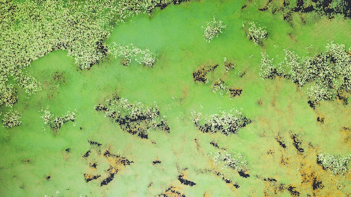 Why do harmful algal blooms happen and what can you do to stop them
